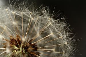 Dandelion clock Français : Fleur de pissenlit ...