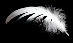 White Feather HC