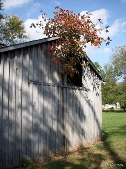 Old garage with a tree growing out of it. Photo by Sandy Carmony | Lis'Anne Harris