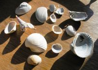 Varieties of Shells