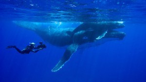 Doug Allan with humpback whale