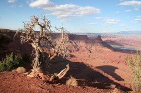 Some trees can't stand the sun's intensity.