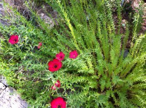 A plant that thrives in the desert.