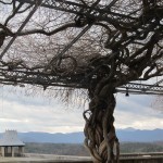 One of my favorite pics from the Biltmore.