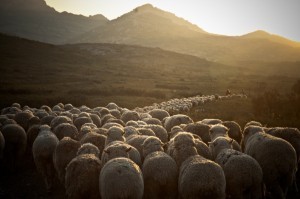 Don't follow the herd