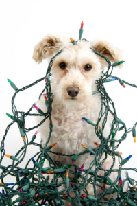 puppy in christmas lights