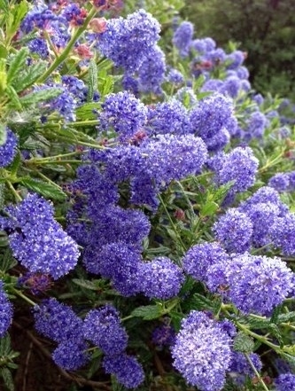 wild lilac 5.25.13