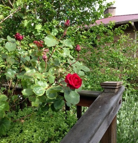 Mr. Lincoln rose 5.25.13