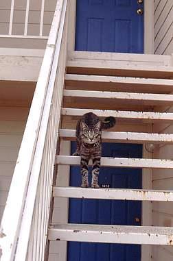 CatOnStair