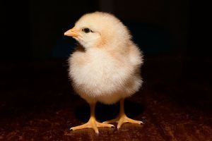 Day_old_chick_black_background