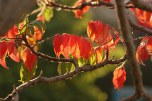 Fall Leaves