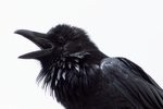 Raven Squawk by Doug Brown from Flickr