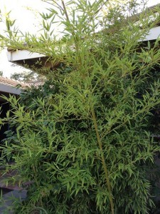 Bamboo 2