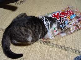 grey and white tabby cat with head inside a bag of candy with Asian writing