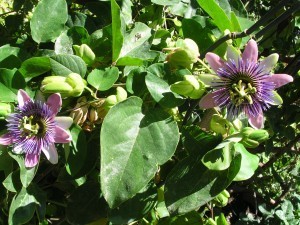 DSCN0632
