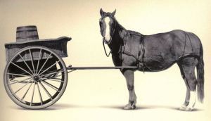 cart horse
