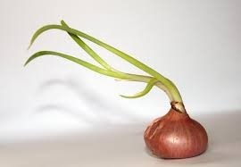 onion