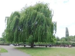 weeping willow