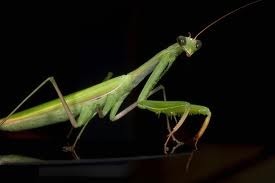 praying mantis