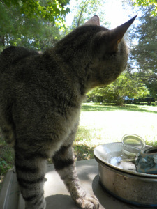 SAMSUNG DIGITAL CAMERA