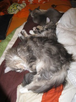 threecats012