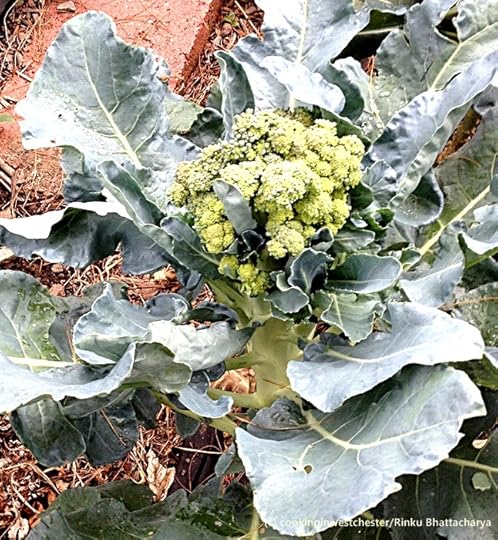 Brocolli Plant