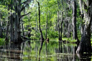 Louisiana Bayou