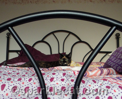 She is always on the alert... for what, I don't know!