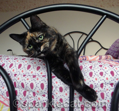 She is actually trying to whap my human.