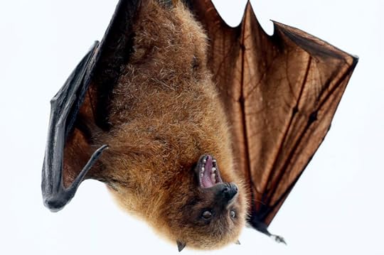 A Rodrigues fruit bat just hanging out. (Photo: Arnd Wiegmann/Reuters)