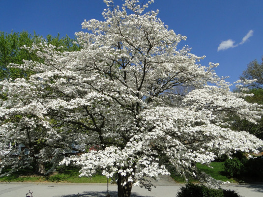 dogwood flower
