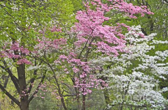 eastern-redbud-and-flowering-dogwood-nancy-hoyt-belcher