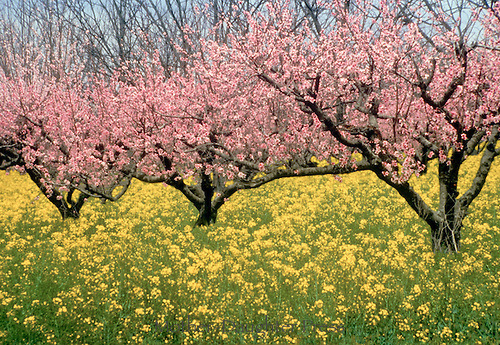 Southern peach trees in orchard of wild mustard