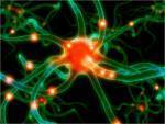 brain cell