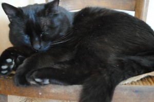 Neroni, the residency's aloof cat