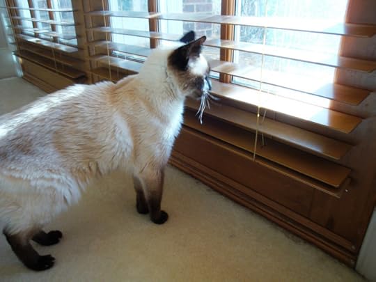 Seren looking out window