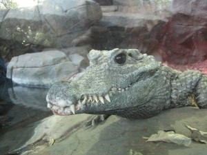 zoo and more 014