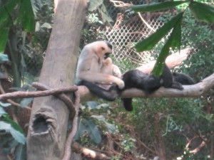 zoo and more 016