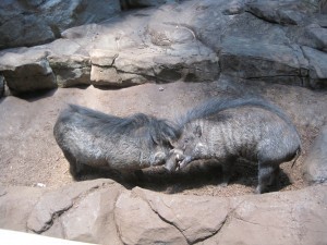 zoo and more 022