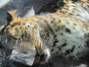 zoo and more 029