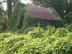 kudzu_barn