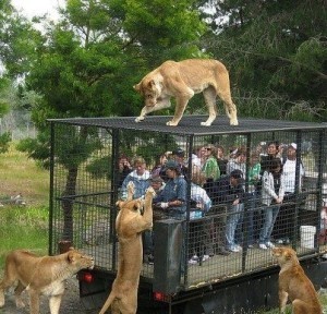 sound-design-live-healthy-eating-on-the-road-cats