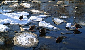 Ducks January 2013 001