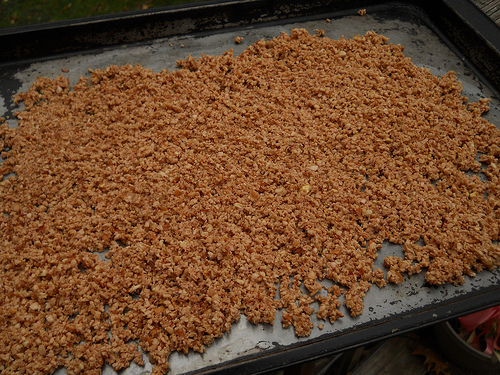 acorn meats, theoretically leached and ready for drying