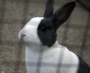 bunny rabbit black and white POETRY BLOG HOP meme