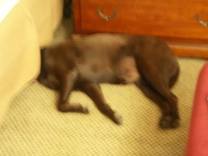 KONICA MINOLTA DIGITAL CAMERA