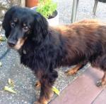 Gordon setter
