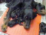 Gordon setter pups
