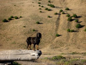 Gordon setter on a log