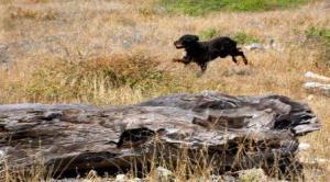 Gordon Setter running